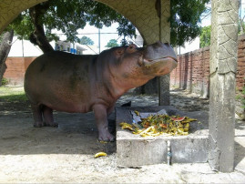 Gustavito1